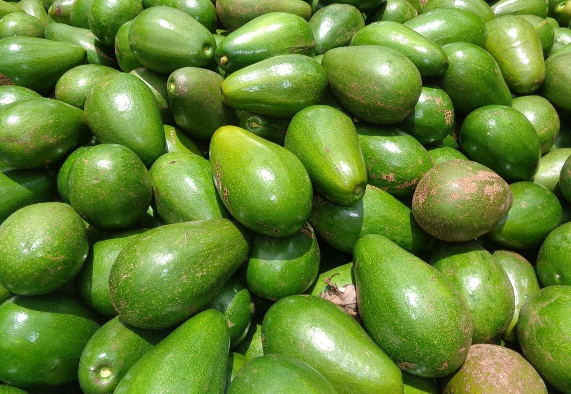 Cultivo de aguacates