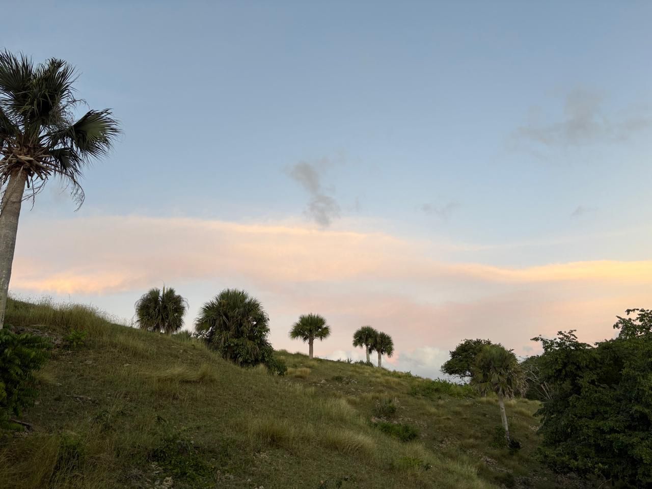 Palmas al atardecer en la finca